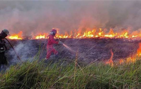 11 Daerah di Riau Siaga Darurat Karhutla, Api Masih Tak Padam di Sejumlah Titik 11 Daerah di Riau Siaga Darurat Karhutla, Api Masih Tak Padam di Sejumlah Titik
