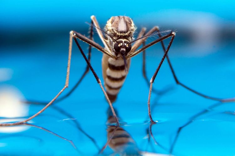 Dua Pekerja Bandara Frankfurt Meninggal akibat Malaria, Nyamuk Diduga Masuk dari Pesawat Dua Pekerja Bandara Frankfurt Meninggal akibat Malaria, Nyamuk Diduga Masuk dari Pesawat
