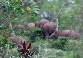 Malam Sunyi di Muara Fajar: 12 Gajah Raksasa Menyusuri Kebun Warga