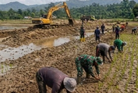 Satgas PRR Percepat Pemulihan Lahan Pertanian Pascabencana di Sumatera, Ratusan Hektare Sawah Kembali Produktif
