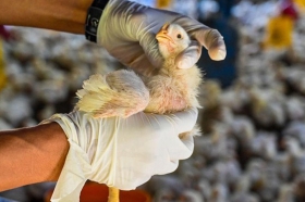 Flu Burung H5N1 Diperkirakan Menyebar di Seluruh New Zealand dalam Beberapa Bulan